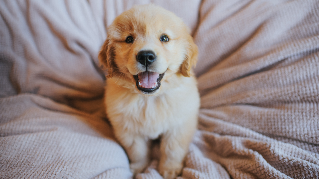 Golden retriever puppy sitting on a microfiber bean bag chair, happily looking up at the camera